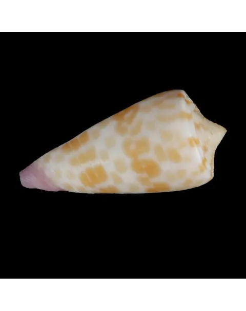 Tesselliconus Tessulatus