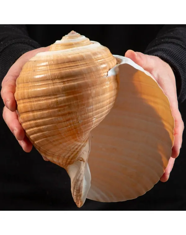 Tonna Zonata