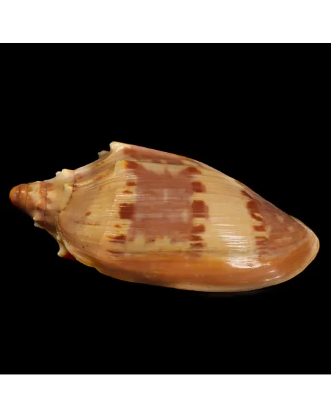 Cymbiola Aulica "GEM"