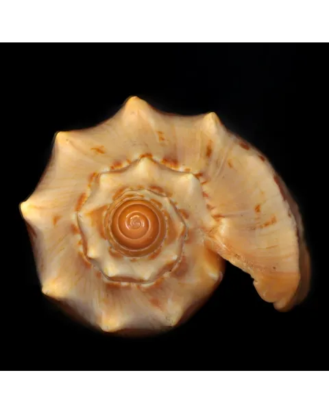 Cymbiola Aulica "GEM"