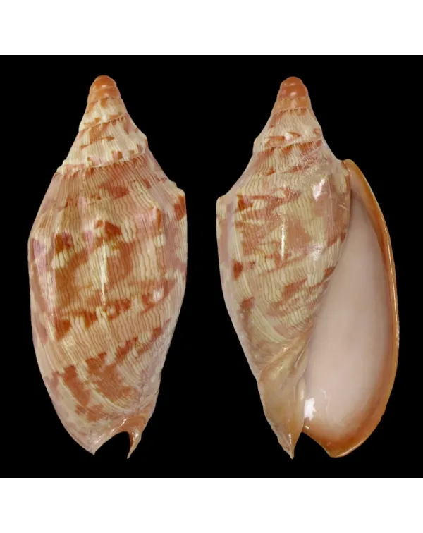 Cymbiola Aulica f. Palawanica
