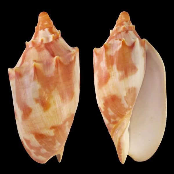 Cymbiola Aulica