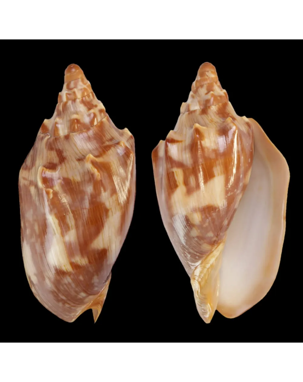 Cymbiola Aulica