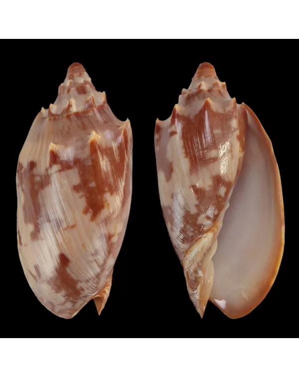 Cymbiola Aulica