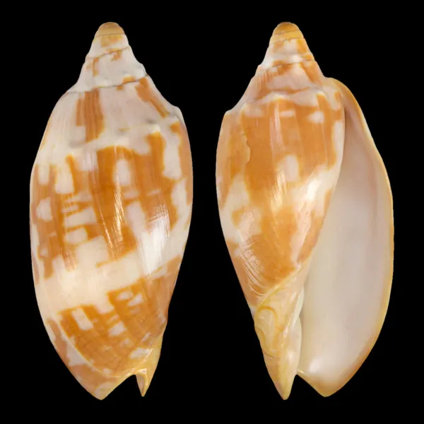 Cymbiola Aulica f. Palawanica