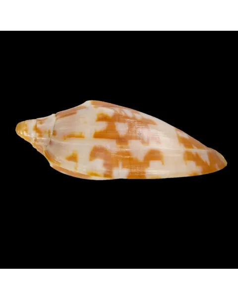 Cymbiola Aulica f. Palawanica