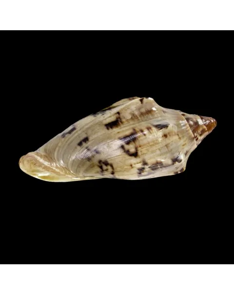 Cymbiola Aulica f. Cathcartiae