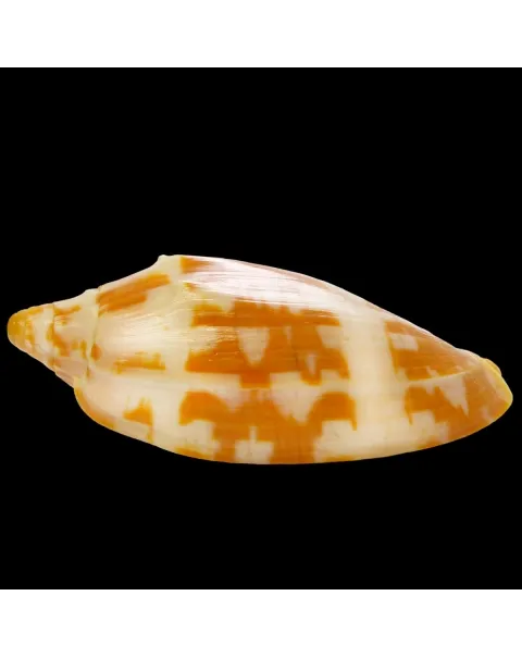 Cymbiola Palawanica