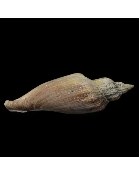 Voluta Concinna