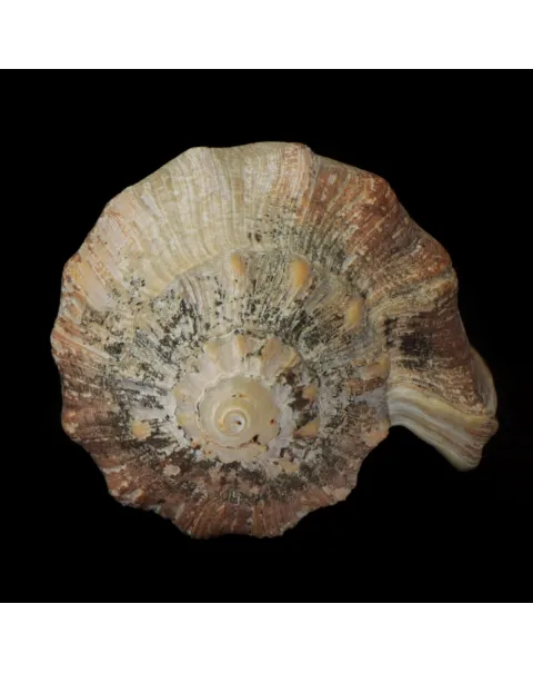 Voluta Concinna