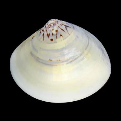 Meretrix Petechialis