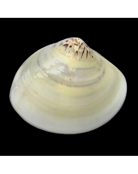 Meretrix Petechialis