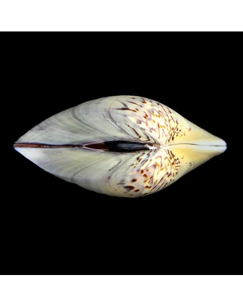 Meretrix Petechialis