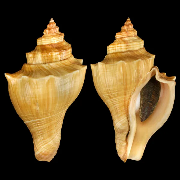Volegalea Cochlidium