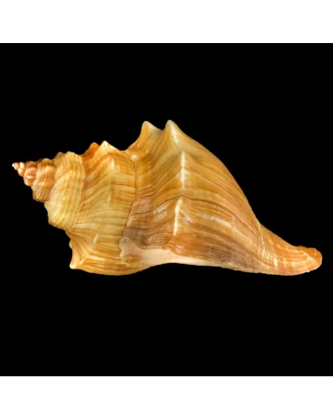 Volegalea Cochlidium