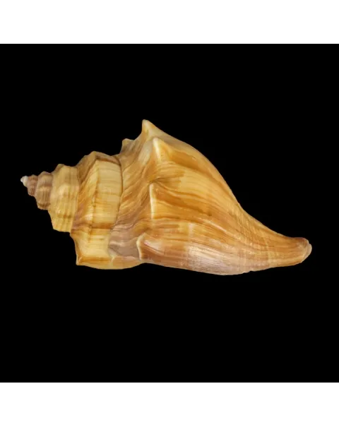 Volegalea Cochlidium