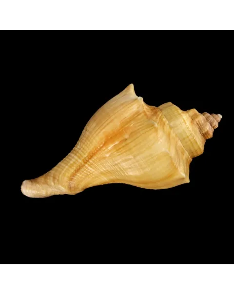 Volegalea Cochlidium