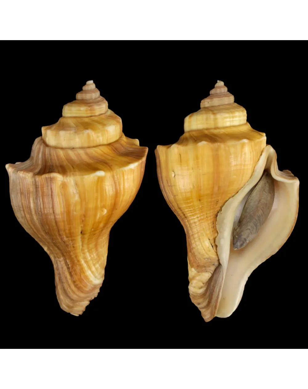 Volegalea Cochlidium