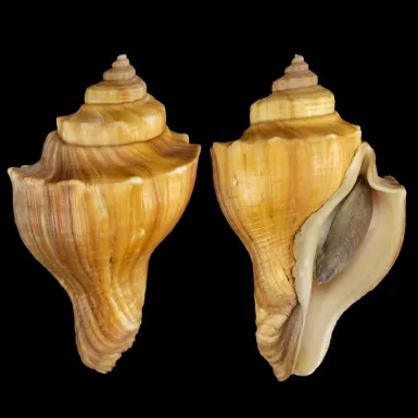 Volegalea Cochlidium