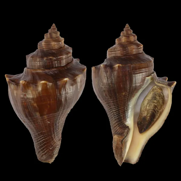 Volegalea Cochlidium F. Fulva