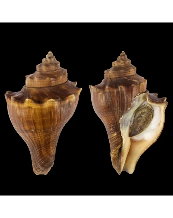 Volegalea Cochlidium F. Fulva