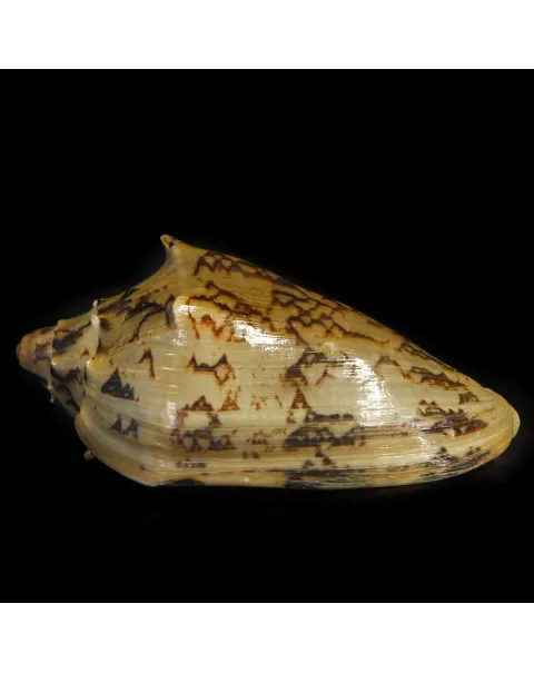 Cymbiola Vespertilio Scura