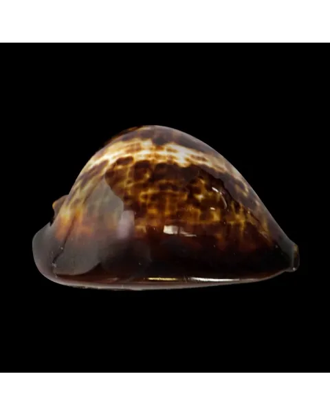 Zoila Decipiens
