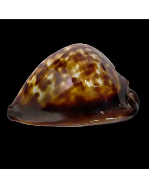 Zoila Decipiens