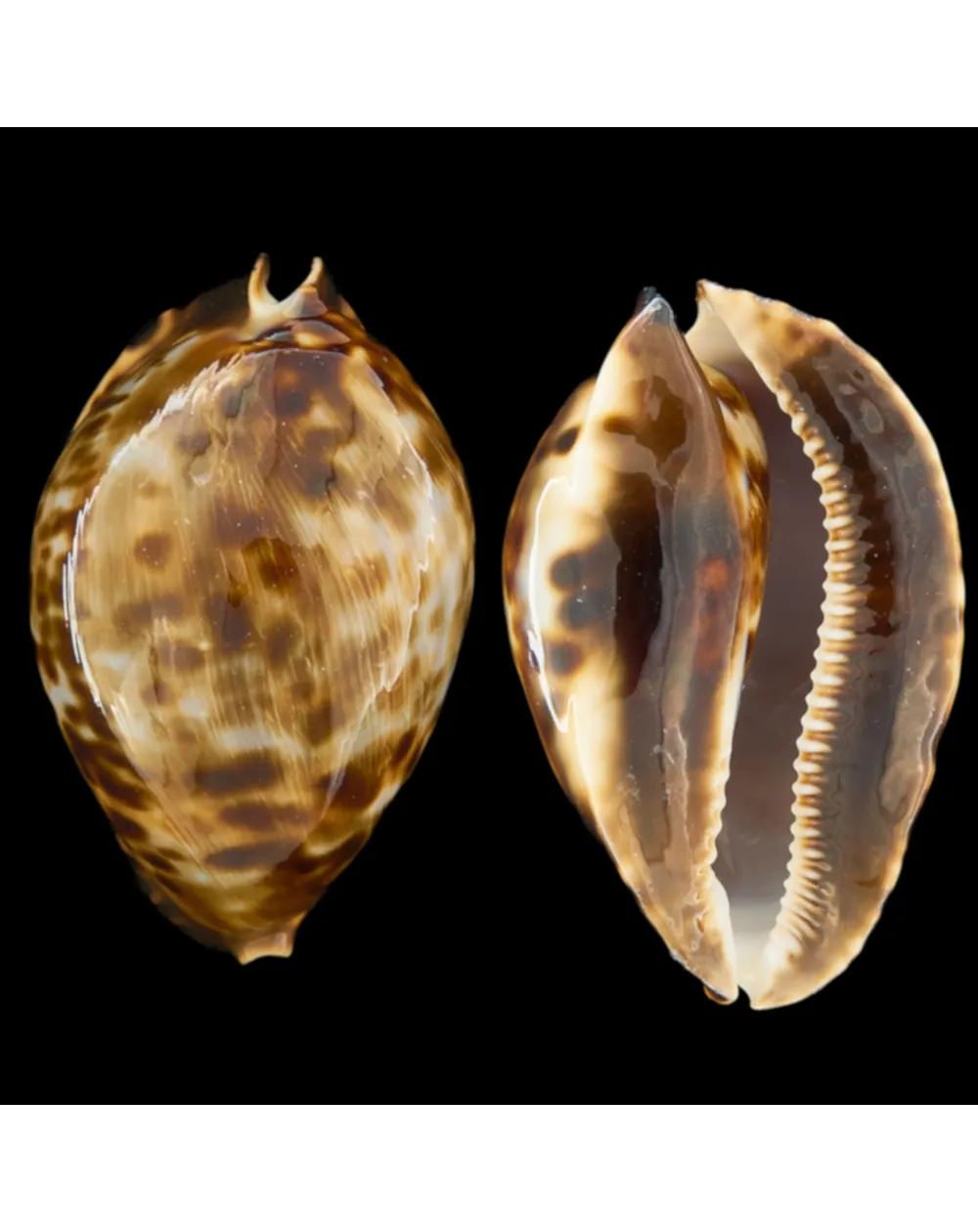 Zoila Friendii Vercoi