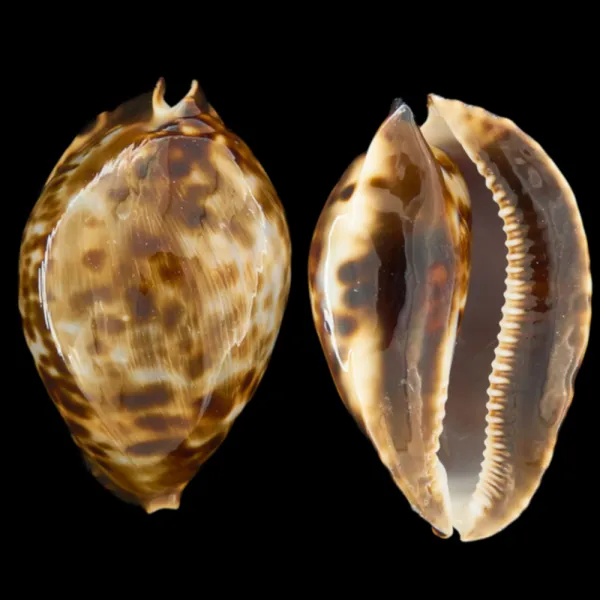 Zoila Friendii Vercoi