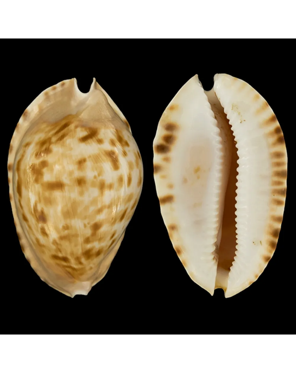 Zoila Marginata Consueta