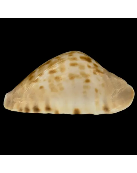 Zoila Marginata Consueta