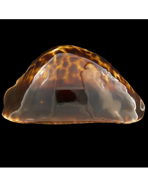 Zoila Thersites