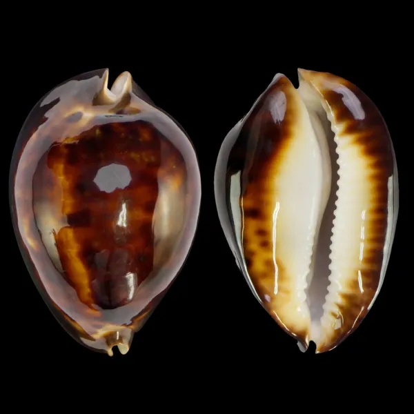 Zoila Thersites