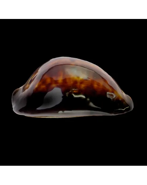 Zoila Thersites
