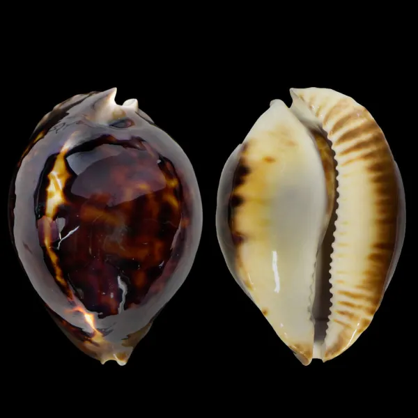Zoila Thersites
