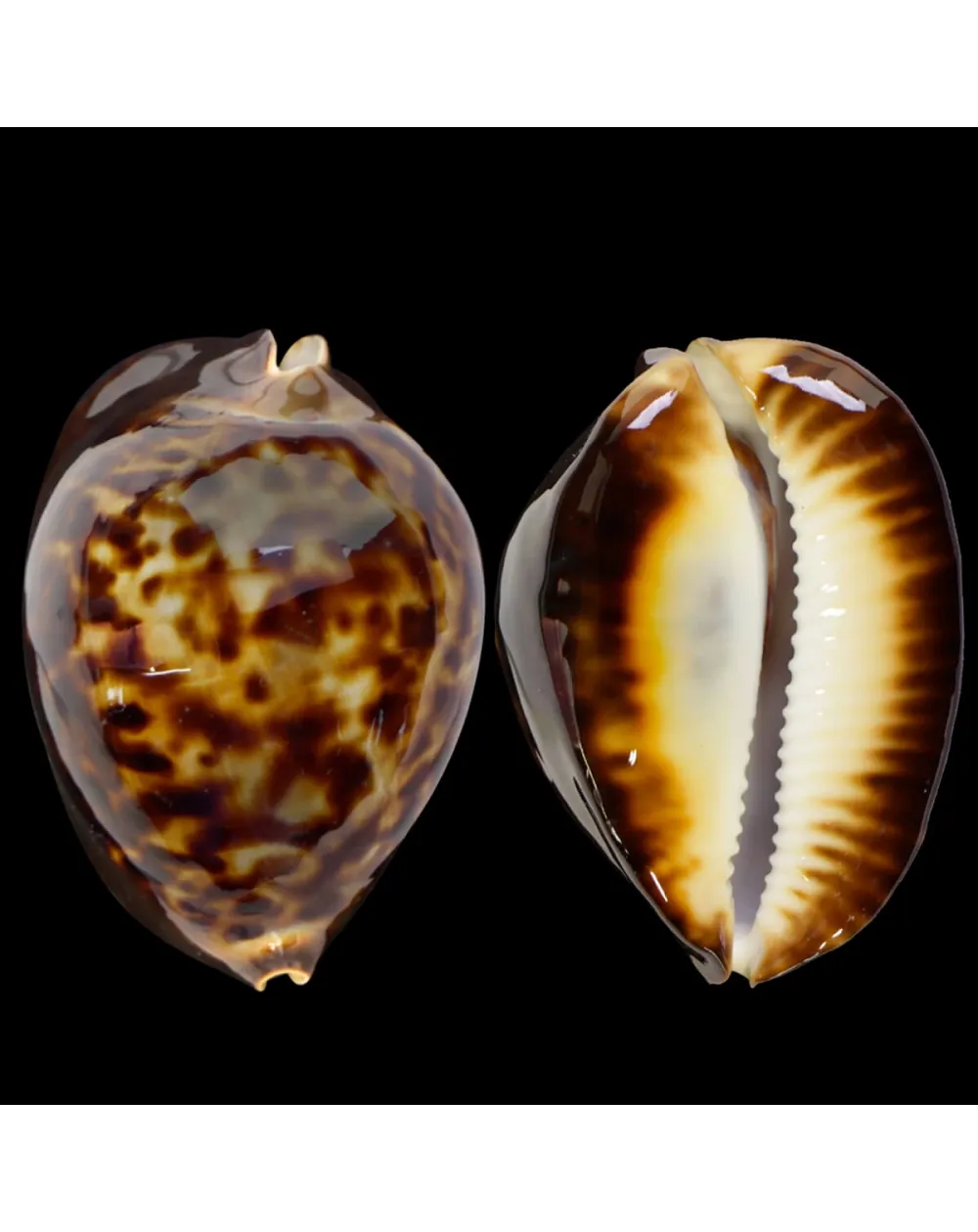 Zoila Thersites