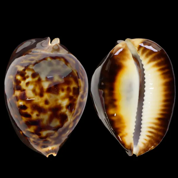 Zoila Thersites
