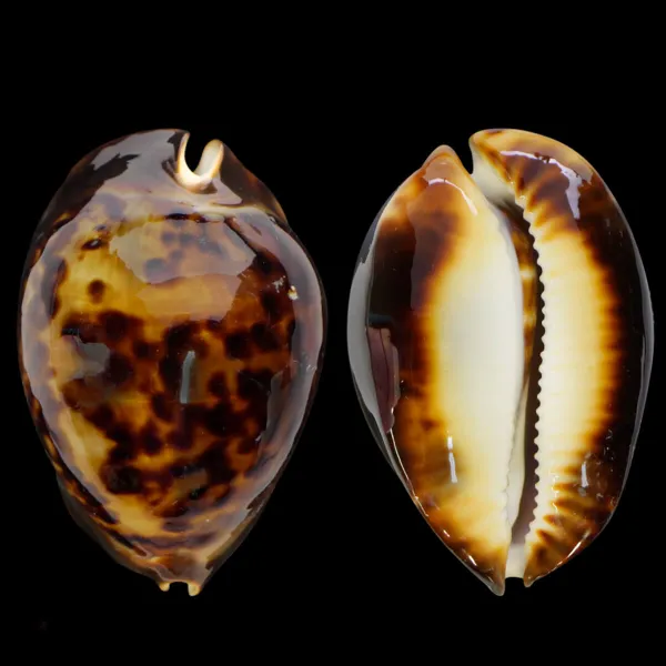 Zoila Thersites