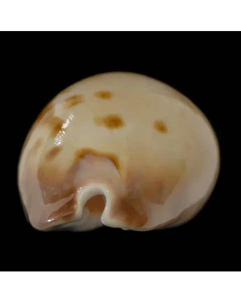 Zoila Venusta Roseopunctata