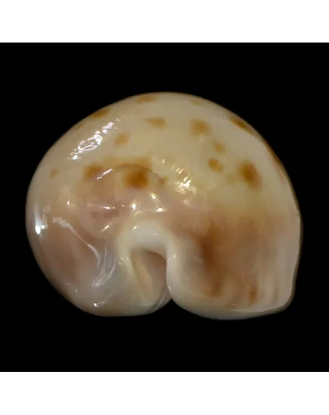 Zoila Venusta Roseopunctata