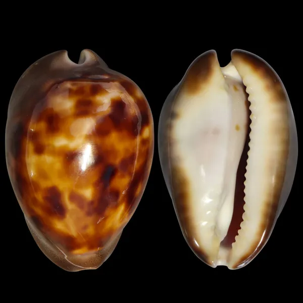 Zoila Venusta Sorrentensis