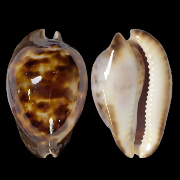 Zoila Venusta Sorrentensis