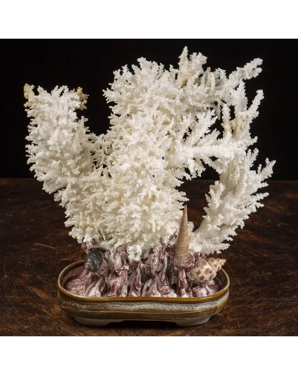 Acropora Florida Bonsai