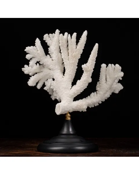 Acropora Florida