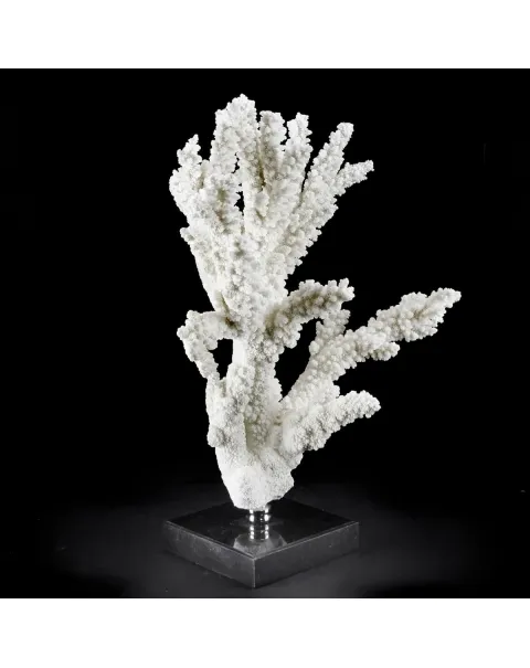 Acropora Florida