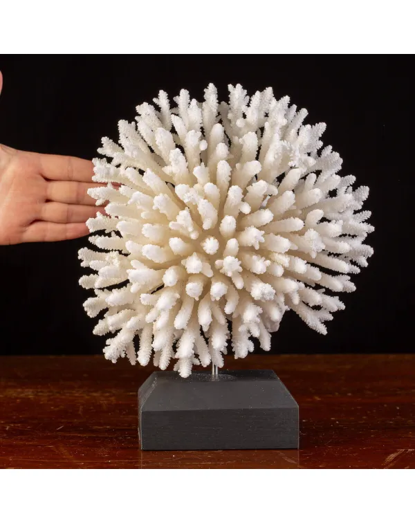 Acropora Millepora: Bellezza e Fragilità nell'Eco...