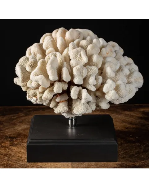 Pocillopora Eydouxi su base Decorativa