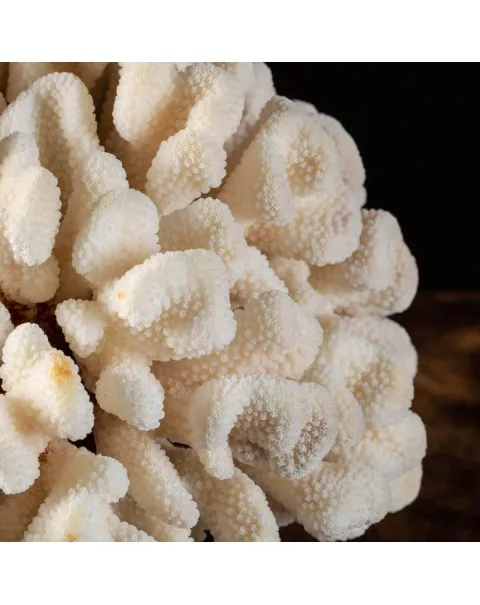 Pocillopora Eydouxi su base Decorativa