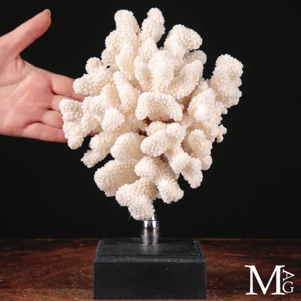 Madrepora bianca Pocillopora Meandrina delle Isole Salomone.